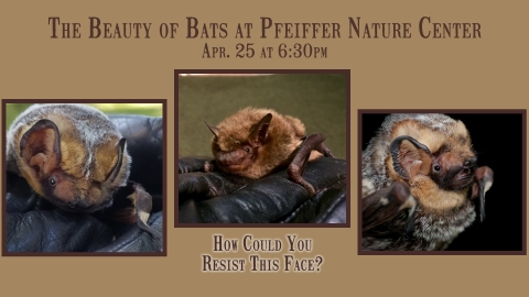 The Beauty of Bats at Pfeiffer Nature Center